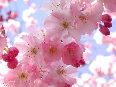 pink-flowers - photo11