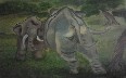 Code Magw2  Elephants