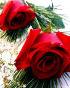 red-roses - photo1