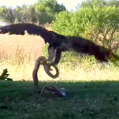 A SENSATIONAL fight between an eagle and a snake