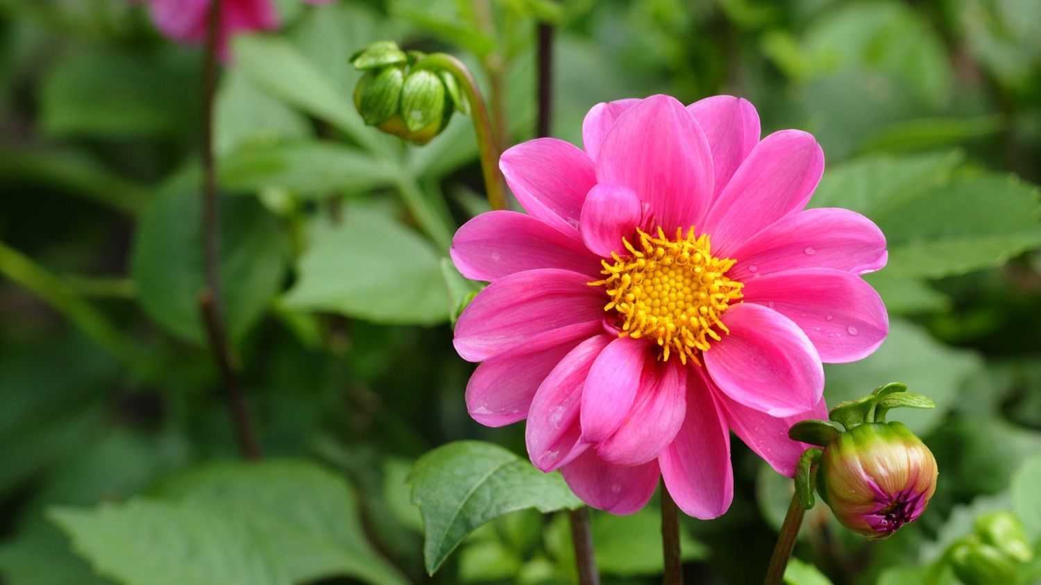 Beautiful Nature Flowers