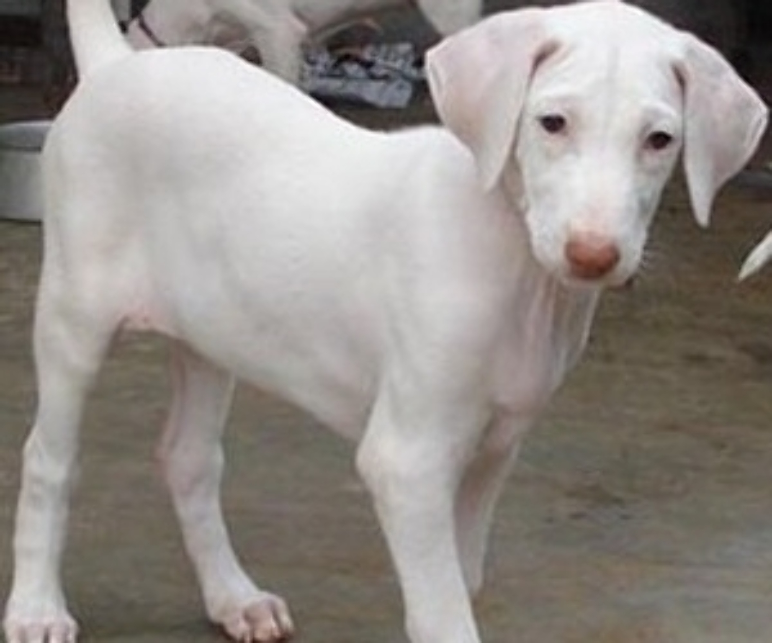 Image result for rajapalayam dog